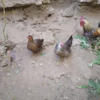 مرغ یک ساله|حیوانات مزرعه|نوبران, |دیوار