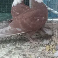 دوعدد جوجه.جفت نرابلغ سبز ماده زاغ|پرنده|بیرجند, |دیوار