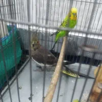 عروس هلندی.ماده