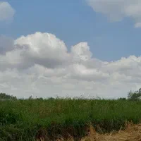 حدود ۵۰کیسه( سبوس برنج )سوب تازه پرازدانه های برنج