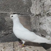 فروش یک عدد ماده سفید