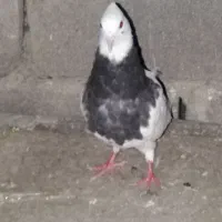 سرکه ی ماده ۷بندکشیده بلند