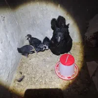 مرغ چهل تاج