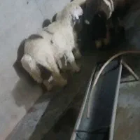 گوشت بره شیری ۱۲۰۰