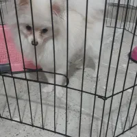 سگ پامر اصیل