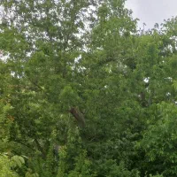 فروش باغ در منطقه جبل روستای ددجان