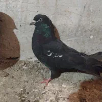 کبوتر|پرنده|ارومیه, |دیوار