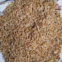 گندم بذری Lg|عمده‌فروشی|هیر, |دیوار