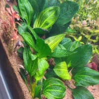 ایگازو پلنت