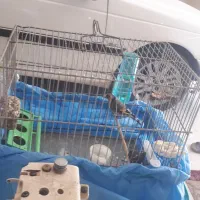 سهره نر|پرنده|هرسین, |دیوار