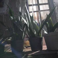 گلهای آپارتمانی|گل و گیاه طبیعی|رشت, لاکان|دیوار