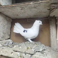 کبوتر دوم چتری نر ذاغ کوکادار نر