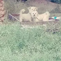 سگ پشمالو|سگ|ریگان, |دیوار