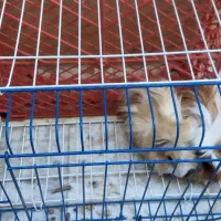 فروش همستر|موش و خرگوش|بیرجند, |دیوار