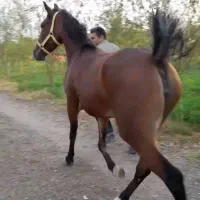 اسب مادیون کرد،بسیار سرو دم گیر