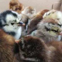 جوجه محلی گلپایگان