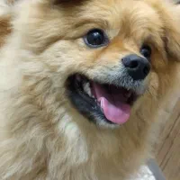 سگ پامرانین پوزه روباهی