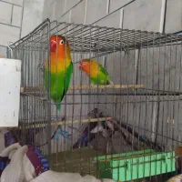 یک جفت طوطی برزیلی (کوتوله برزیلی)