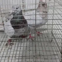 ی جفت سار ب شرط پرش جفتگا