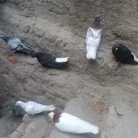 چند جفت کفتر رنگه قمیت مناسب