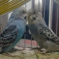مرغ عشق ماده
