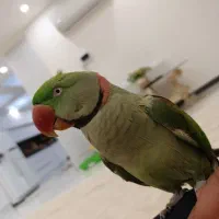 شاه طوطی اسکندری