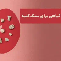 درمان موثر سنگ کلیه گیاهی طبیعی