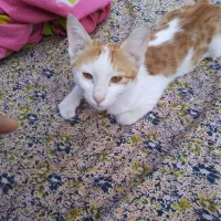 گربه زیبا خانگی مهربان