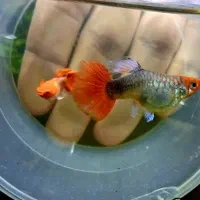 ماهی گوپی کوی بالن