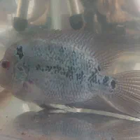 ماهی فلاور.