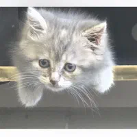 واگذاری بچه گربه پرشین|گربه|کرمان, |دیوار