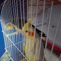 پرنده طوطی عروس|پرنده|رشت, کوی مهر|دیوار