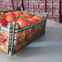 تولید و فـروش انواع سبد حمال ۲۰کیلویی موادیک|ظروف نگهدارنده، پلاستیکی، یک‌بارمصرف|هشتگرد, هشتگرد قدیم|دیوار