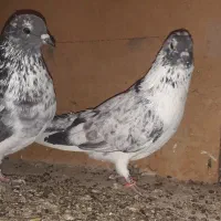 کبوتر پرشی|پرنده|بوئین زهرا, |دیوار