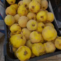 به محلی بوانات آب دار و خوش عطر