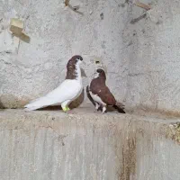 کبوتر رنگی|پرنده|کازرون, |دیوار