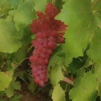محصولات تاکستان
