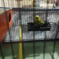 یک جفت مرغ عشق با جوجه و تخم معاوضه با عروس