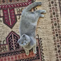 بچه گربه اسکاتیش