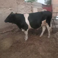 دوراس‌گوساله نر