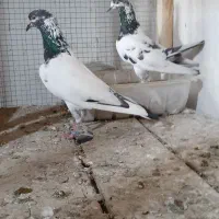 کبوتر بندر لنگه