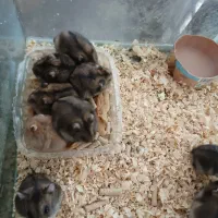 همستر کوتوله کمپل|موش و خرگوش|شیراز, فرهنگ شهر|دیوار