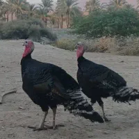 بوقلمون برنز آمریکایی|حیوانات مزرعه|ارم, |دیوار