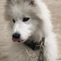 واگذاری رایگان دختر خانومم