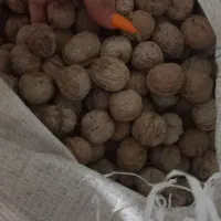 گردو محلی منطقه فیروزکوه زرین دشت|خوردنی و آشامیدنی|فیروزکوه, |دیوار