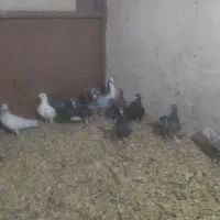 کبوتر