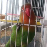 کوتوله برزیلی