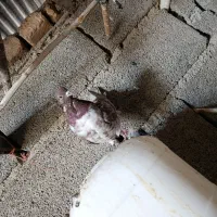 دوتاکفتر غریب گیری تهرانی|پرنده|کوهسار (البرز), |دیوار