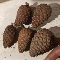 میوه کاج|خوردنی و آشامیدنی|مشکین‌دشت, |دیوار