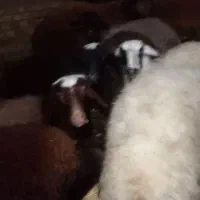 فروش بره نر چااق|حیوانات مزرعه|کاشان, مزرعه نو|دیوار